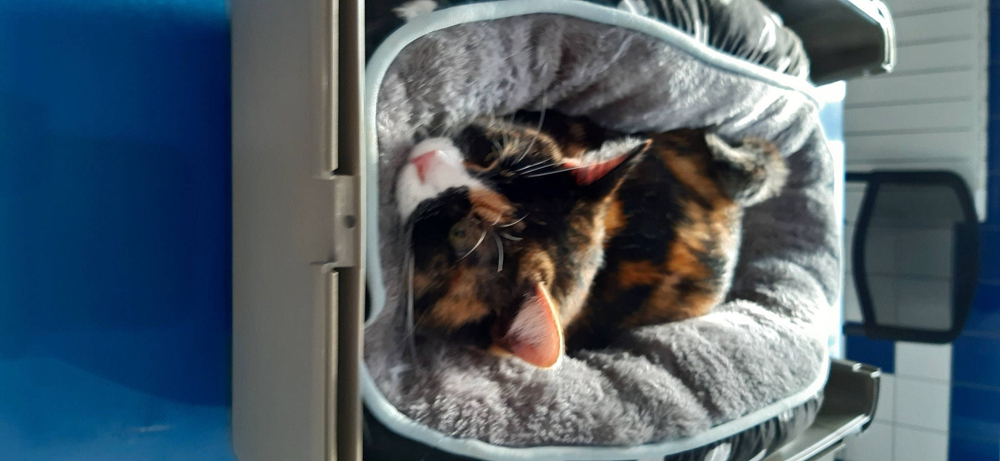 Lola a rejoint le concours — aidez-le/la à gagner de superbes lots ! american_shorthair, animal_shelter, asian, carnivore, cat, cat_bed, domestic_short_haired_cat, dragon_li, european_shorthair, felidae, fur, kitten, nap, paw, pixie_bob, small_to_medium_sized_cats, snout, tabby_cat, whiskers