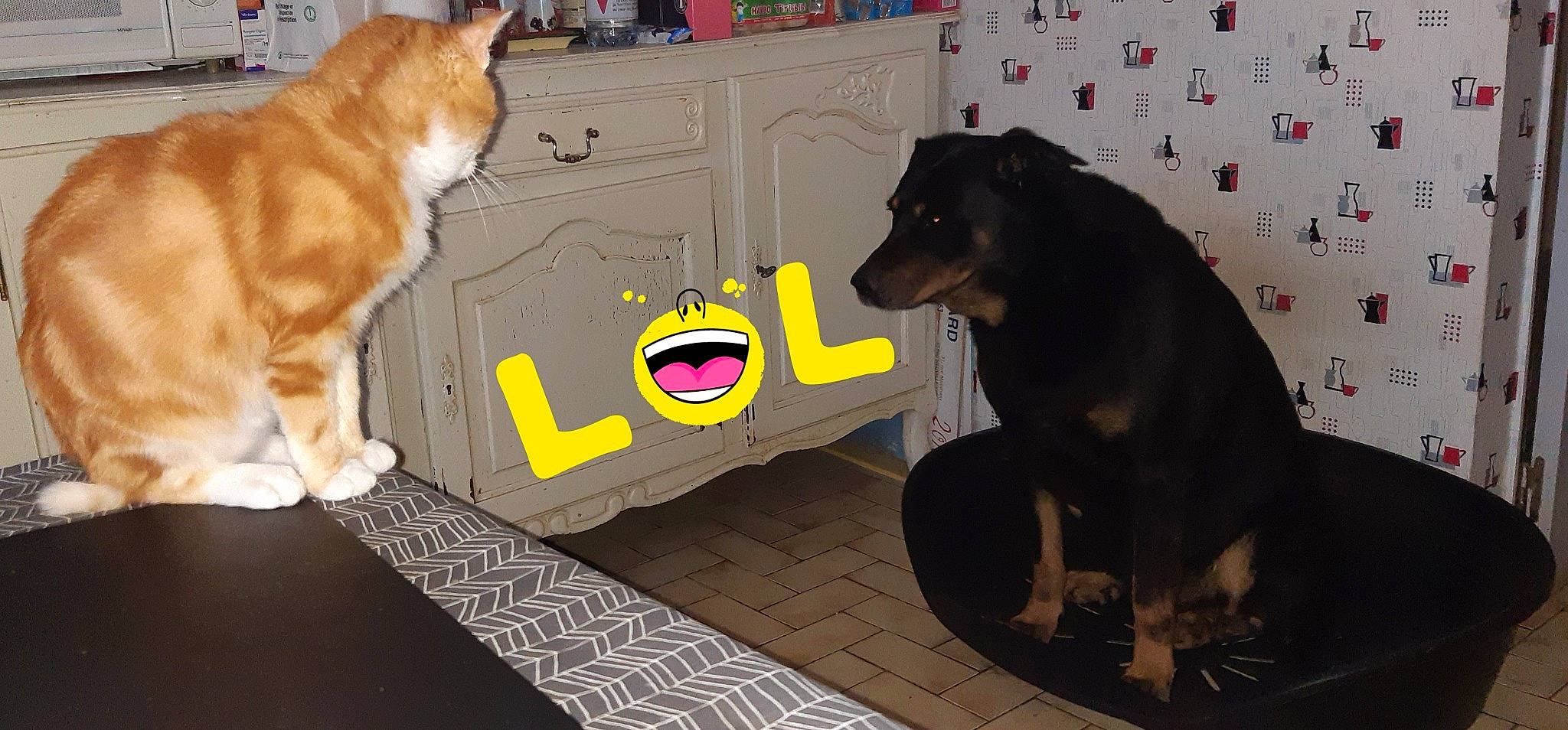 Falco participe au concours pour gagner de l'argent avec cette photo : carnivore, cat, companion_dog, dog, dog_breed, dog_supply, domestic_short_haired_cat, felidae, floor, flooring, fur, mammal, pet_supply, sitting, small_to_medium_sized_cats, snout, tail, vertebrate, whiskers, working_animal