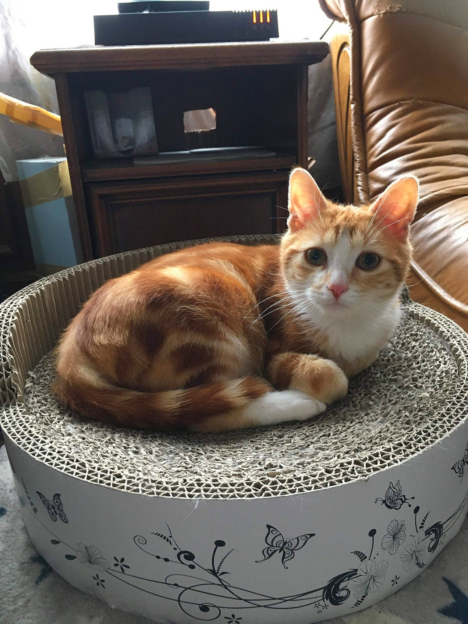 Ryû participe au concours pour gagner de l'argent avec cette photo : basket, box, carnivore, cat, cat_supply, comfort, dishware, domestic_short_haired_cat, drinkware, fawn, felidae, fur, lamp, pet_supply, serveware, small_to_medium_sized_cats, tail, television, whiskers, wood