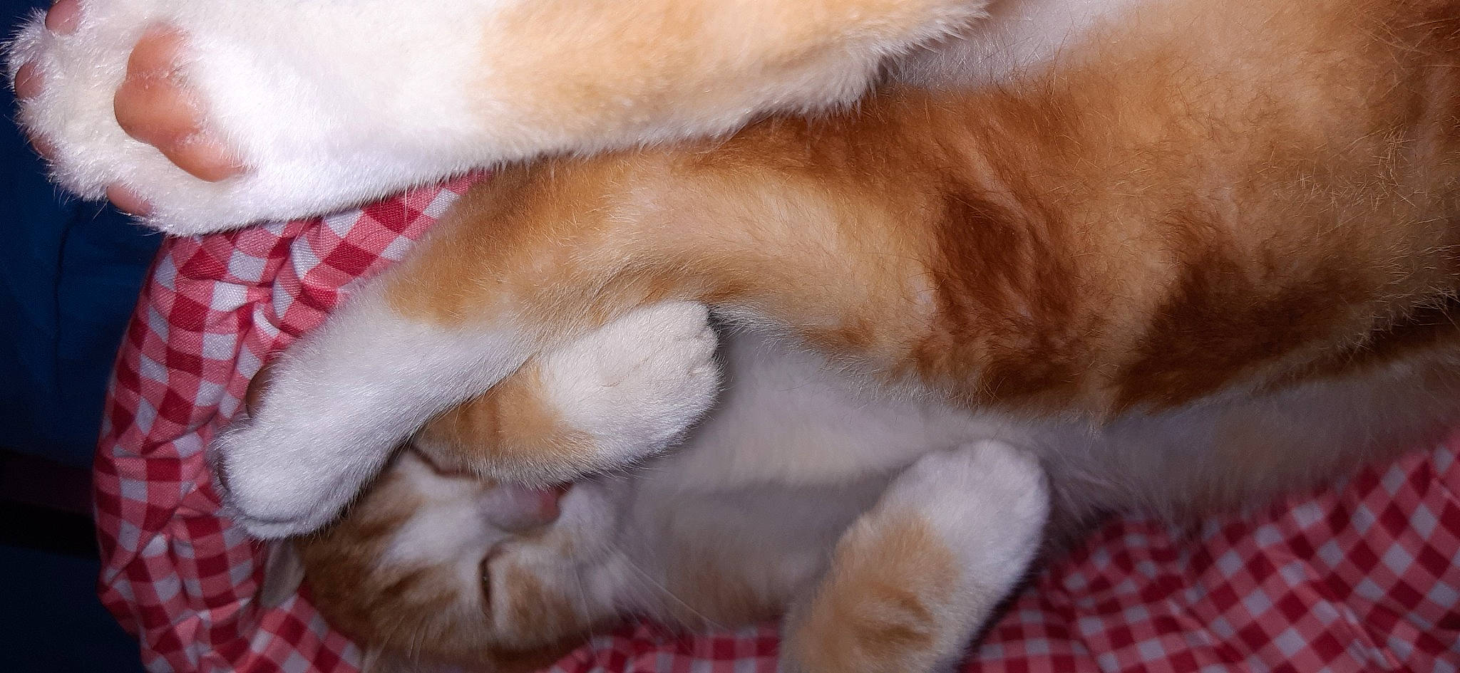 Ryû participe au concours pour gagner de l'argent avec cette photo : carnivore, cat, close_up, comfort, companion_dog, dog_breed, ear, fawn, felidae, fur, nap, pattern, paw, plaid, small_to_medium_sized_cats, sporting_group, tail, tartan, textile, whiskers