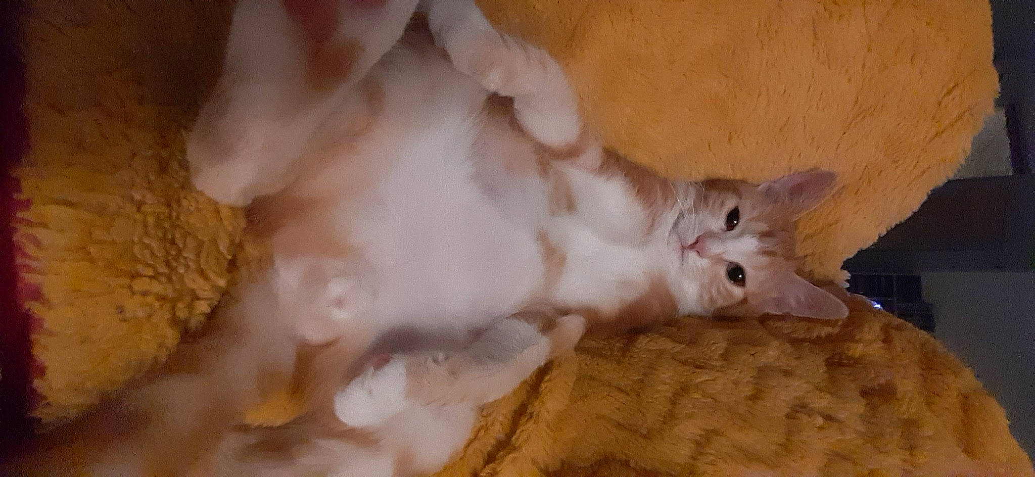 Ryû participe au concours pour gagner de l'argent avec cette photo : canidae, carnivore, cat, claw, domestic_short_haired_cat, ear, eye, fawn, felidae, fur, paw, small_to_medium_sized_cats, snout, tail, terrestrial_animal, whiskers, wood