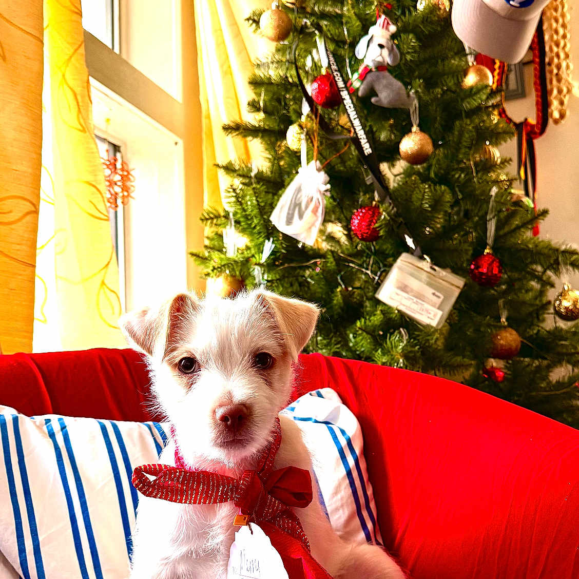 Snow is registered to the contest to win money with this photo: animal, architecture, building, canine, couch, cushion, dog, face, furniture, head, homedecor, husky, indoors, livingroom, pet, plant, pottedplant, puppy, room, tree