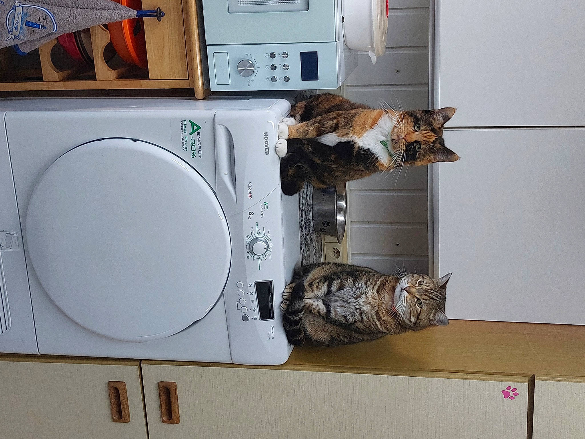 Chipie participe au concours pour gagner de l'argent avec cette photo : carnivore, cat, circle, clothes_dryer, computer_component, computer_hardware, domestic_short_haired_cat, electrical_wiring, felidae, home_appliance, laundry_room, machine, major_appliance, room, shelf, shelving, small_to_medium_sized_cats, tail, washing_machine, whiskers