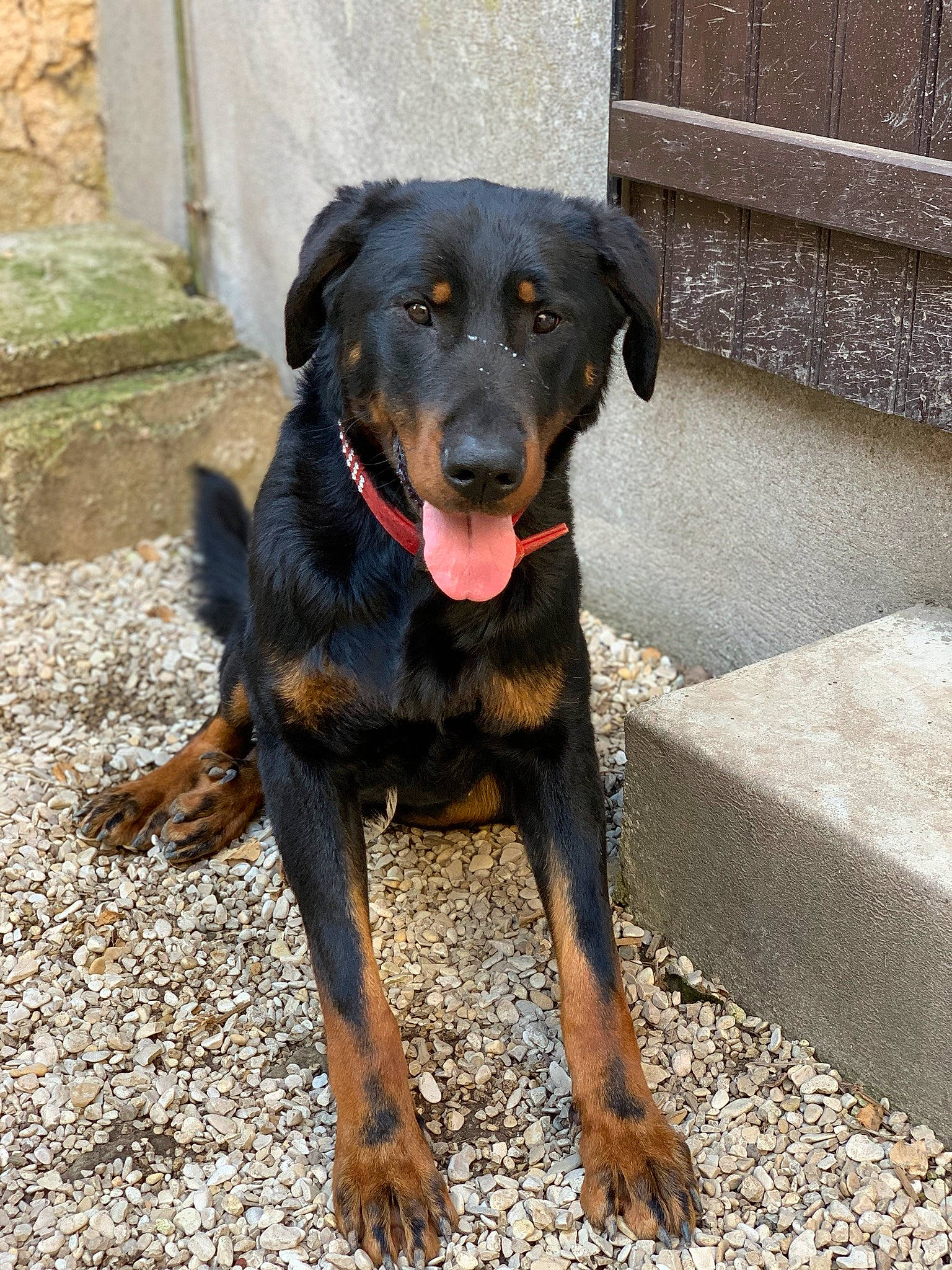 Nox a rejoint le concours — aidez-le/la à gagner de superbes lots ! austrian_black_and_tan_hound, beauceron, canidae, carnivore, companion_dog, dog, dog_breed, hellenikos_ichnilatis, huntaway, hunting_dog, lithuanian_hound, mammal, montenegrin_mountain_hound, polish_hunting_dog, rare_breed_dog, rottweiler, smaland_hound, sporting_group, transylvanian_hound, vertebrate