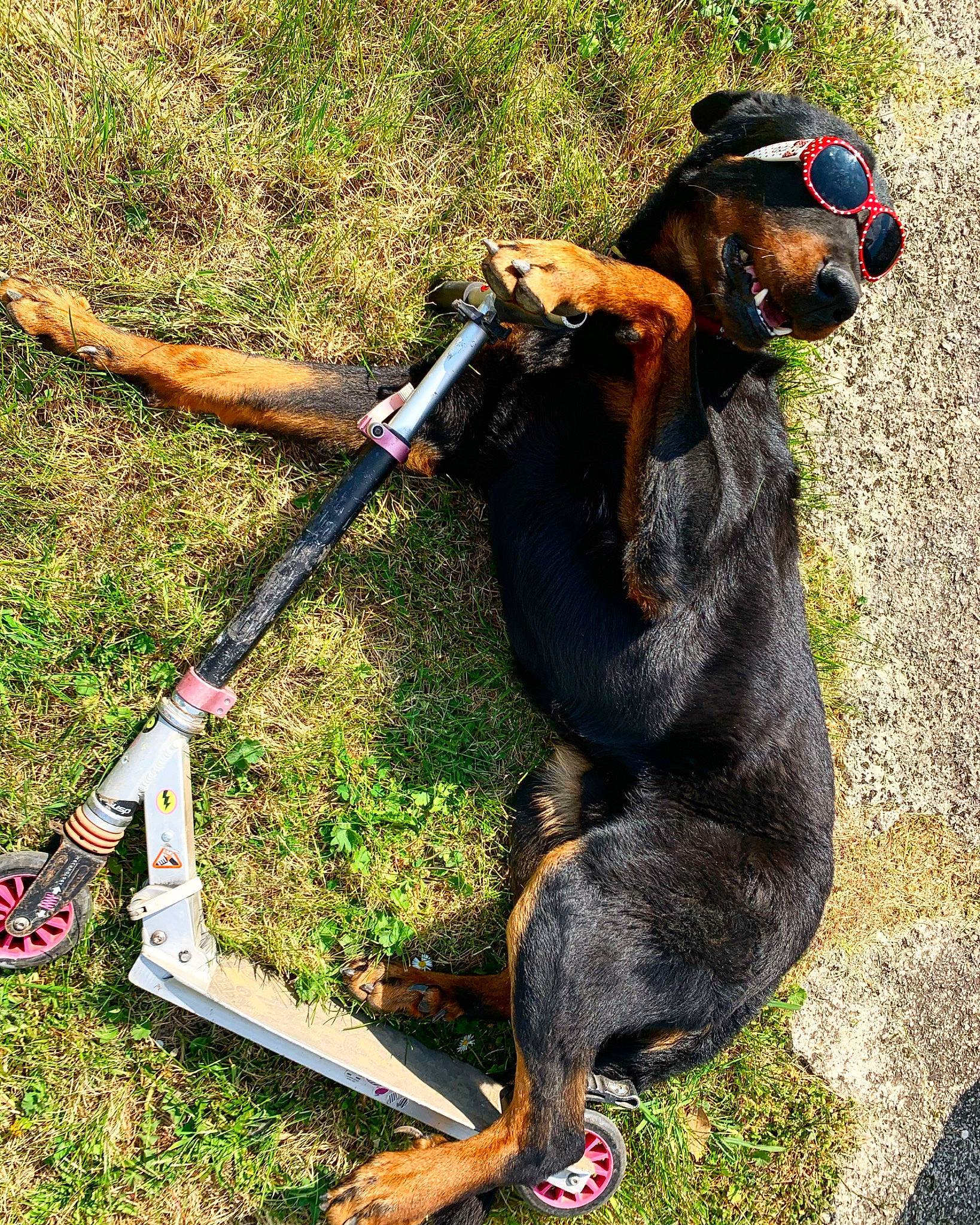 Nox a rejoint le concours — aidez-le/la à gagner de superbes lots ! austrian_black_and_tan_hound, black_and_tan_coonhound, canidae, carnivore, collar, dog, dog_breed, guard_dog, hunting_dog, leash, snout, tyrolean_hound