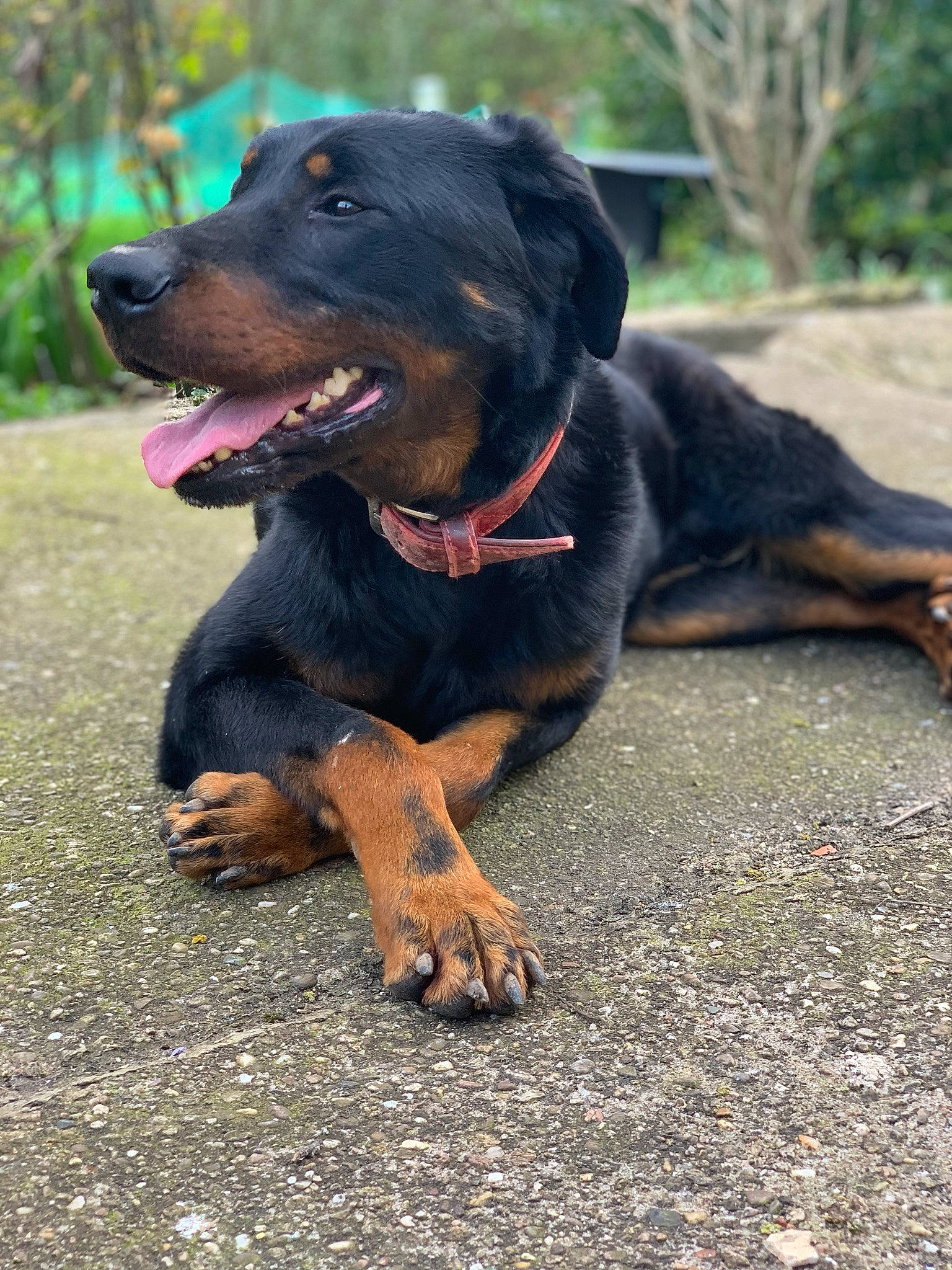 Nox a rejoint le concours — aidez-le/la à gagner de superbes lots ! austrian_black_and_tan_hound, beauceron, canidae, carnivore, dog, dog_breed, hellenikos_ichnilatis, huntaway, hunting_dog, lithuanian_hound, mammal, montenegrin_mountain_hound, polish_hunting_dog, rare_breed_dog, rottweiler, smaland_hound, snout, sporting_group, tyrolean_hound, vertebrate