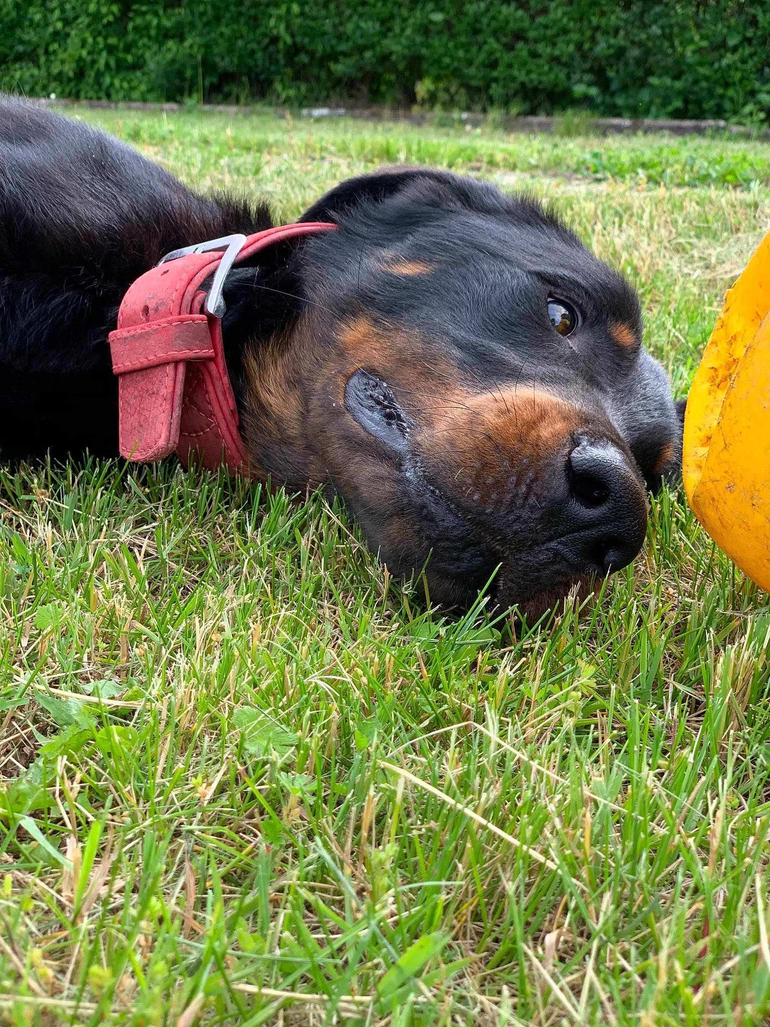 Nox participe au concours pour gagner de l'argent avec cette photo : austrian_black_and_tan_hound, canidae, carnivore, dog, dog_breed, fawn, grass, guard_dog, hunting_dog, snout, sporting_group, working_dog