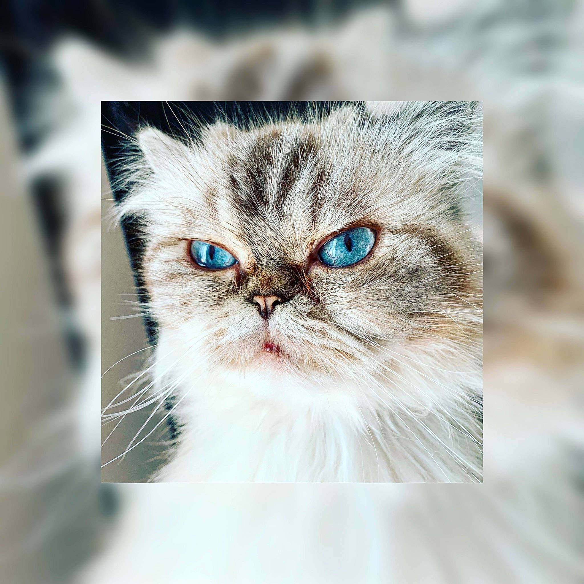 Lucifer participe au concours pour gagner de l'argent avec cette photo : asian, asian_semi_longhair, british_longhair, british_semi_longhair, carnivore, cat, ear, eye, fawn, felidae, fur, kitten, mammal, organ, persian, small_to_medium_sized_cats, snout, tabby_cat, whiskers