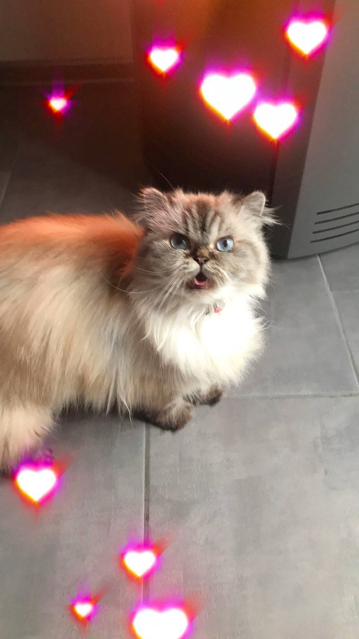 Lucifer a rejoint le concours — aidez-le/la à gagner de superbes lots ! asian_semi_longhair, balinese, birman, british_semi_longhair, carnivore, cat, domestic_long_haired_cat, fawn, felidae, fur, himalayan, kitten, mammal, napoleon_cat, norwegian_forest_cat, persian, ragamuffin, ragdoll, small_to_medium_sized_cats, whiskers