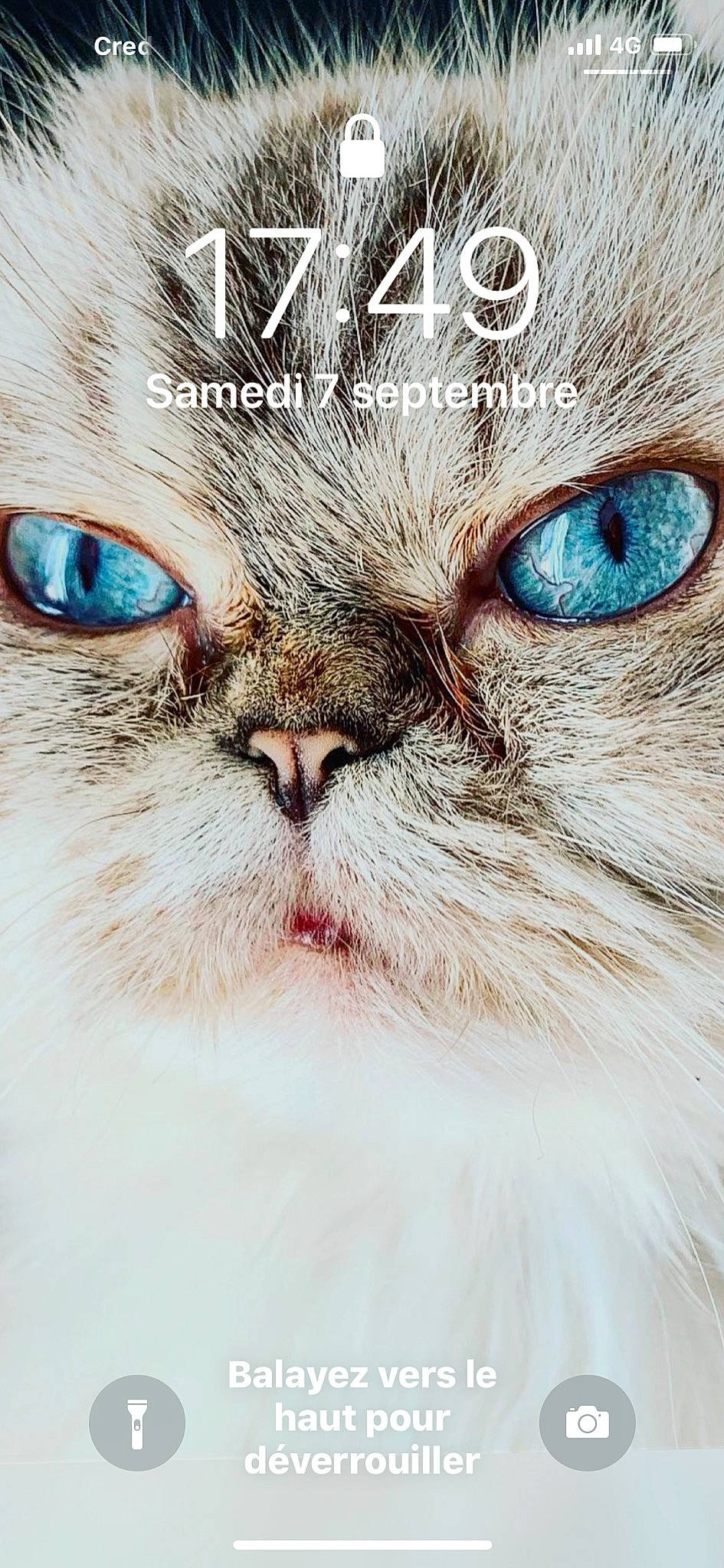 Lucifer a rejoint le concours — aidez-le/la à gagner de superbes lots ! asian, carnivore, cat, close_up, eye, felidae, fur, iris, kitten, nose, ojos_azules, organ, persian, photography, ragdoll, siberian, small_to_medium_sized_cats, snout, whiskers