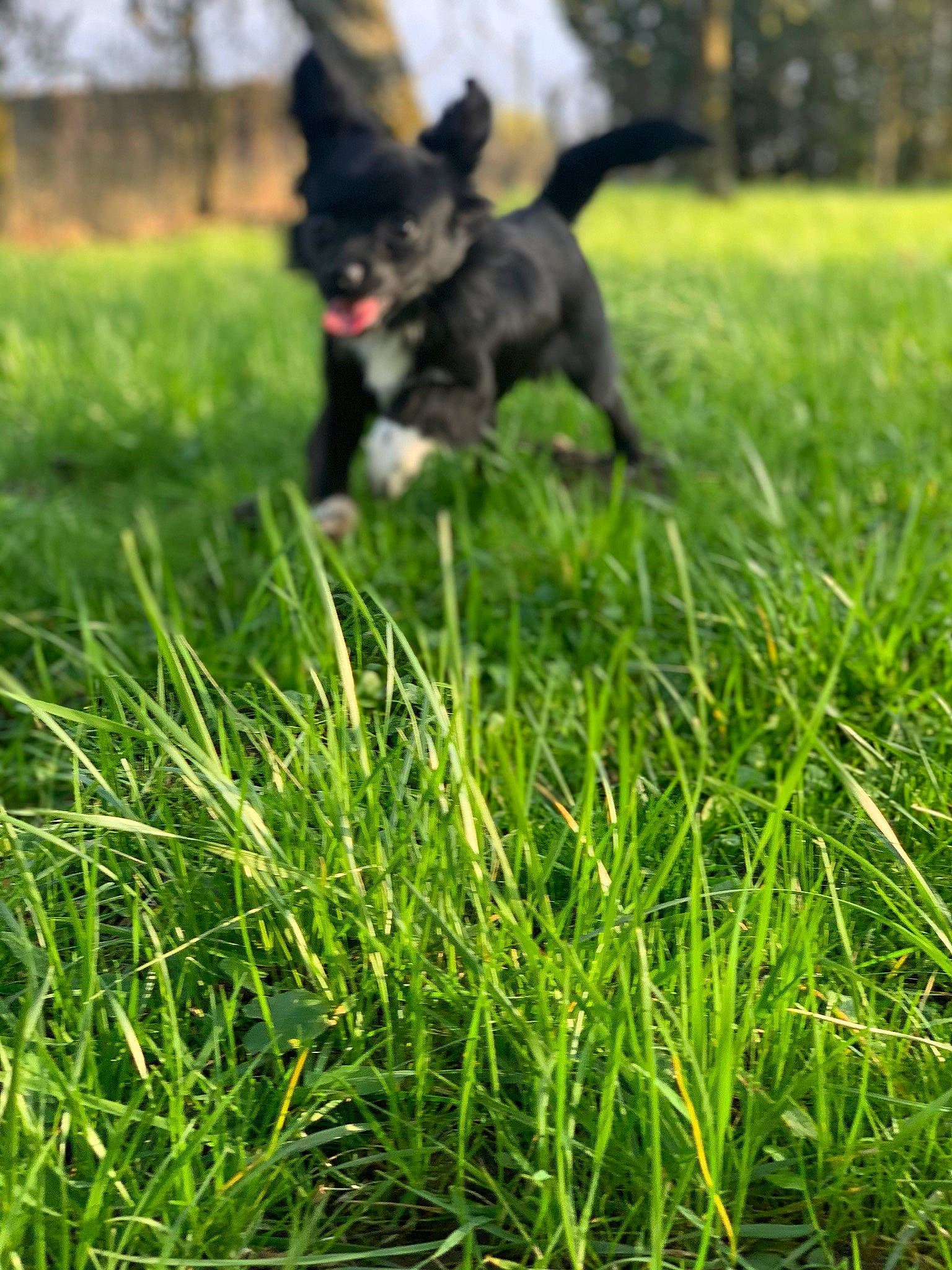 Poukie a rejoint le concours — aidez-le/la à gagner de superbes lots ! canidae, carnivore, companion_dog, dog, dog_breed, grass, grass_family, hunting_dog, lapponian_herder, lawn, mammal, plant, puppy, rare_breed_dog, sporting_group, tail, vertebrate