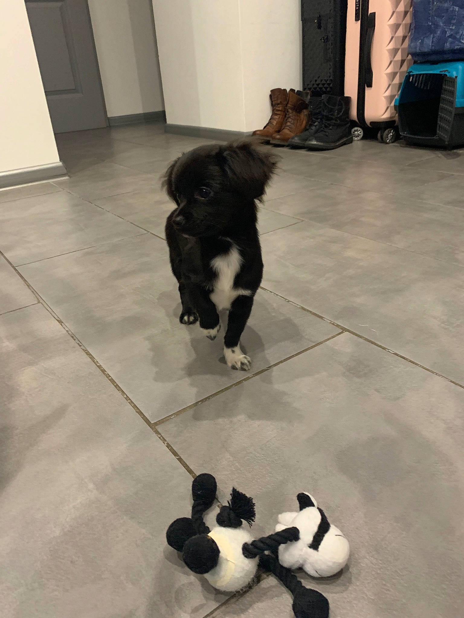 Poukie participe au concours pour gagner de l'argent avec cette photo : border_collie, canidae, carnivore, companion_dog, dog, dog_breed, floor, flooring, puppy, sporting_group, tail