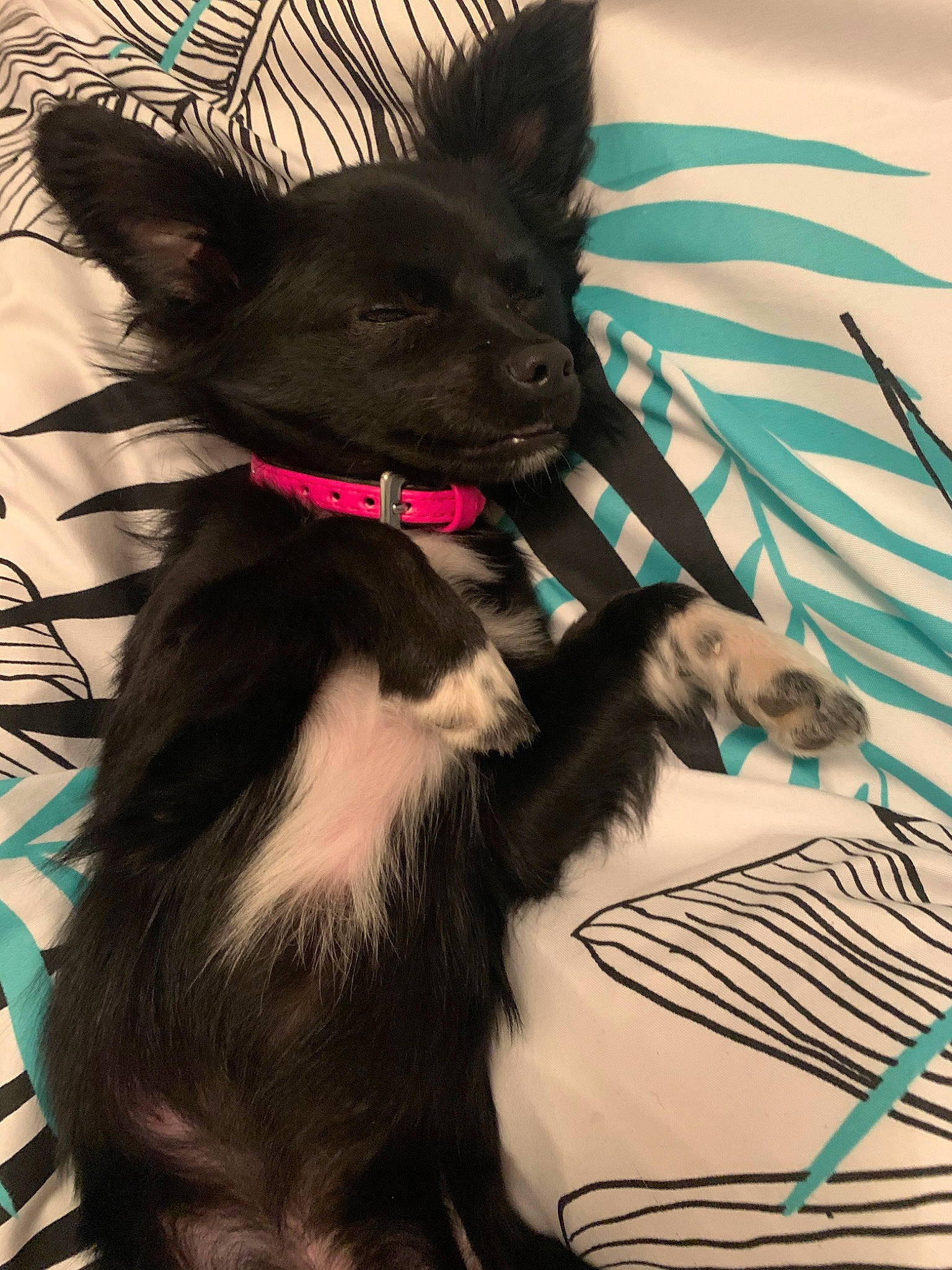 Poukie a rejoint le concours — aidez-le/la à gagner de superbes lots ! art, black_cat, canidae, carnivore, cat, felidae, fur, illustration, kitten, small_to_medium_sized_cats, snout, tail, whiskers