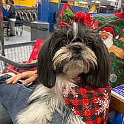 Molly is registered to the contest to win money with this photo: bandana, black, black_and_white, bow, cute, dog, fur, hand, holiday_theme, indoor, jeans, laundromat, person, pet, plaid, red, snowflake_pattern, table, washing_machines, white