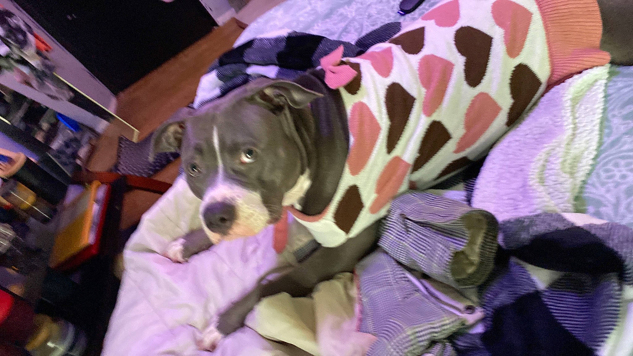 Harley Mae joined the competition — help win amazing prizes! canidae, carnivore, collar, comfort, companion_dog, dog, dog_breed, dog_collar, dog_supply, fur, guard_dog, liver, magenta, non_sporting_group, pet_supply, purple, sporting_group, toy_dog, working_animal