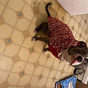 Harley Mae is registered to the contest to win money with this photo: bed, bed_sheet, bedding, bedroom, carnivore, ceiling, comfort, companion_dog, dog, fawn, floor, flooring, hardwood, linens, pattern, room, sporting_group, textile, window_treatment, wood