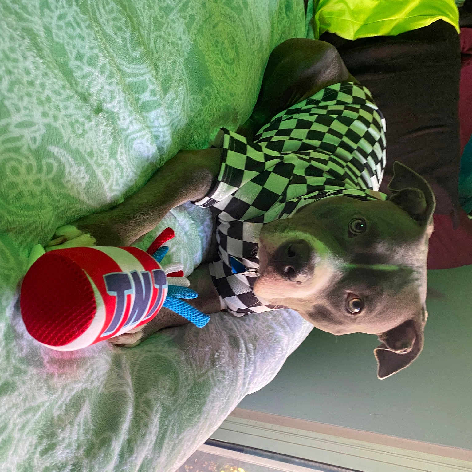 Harley Mae joined the competition — help win amazing prizes! carnivore, companion_dog, costume_hat, dog, dog_breed, dog_clothes, dog_supply, eyewear, fashion_accessory, fawn, felidae, glasses, goggles, green, happy, pattern, personal_protective_equipment, snout, stuffed_toy, sunglasses