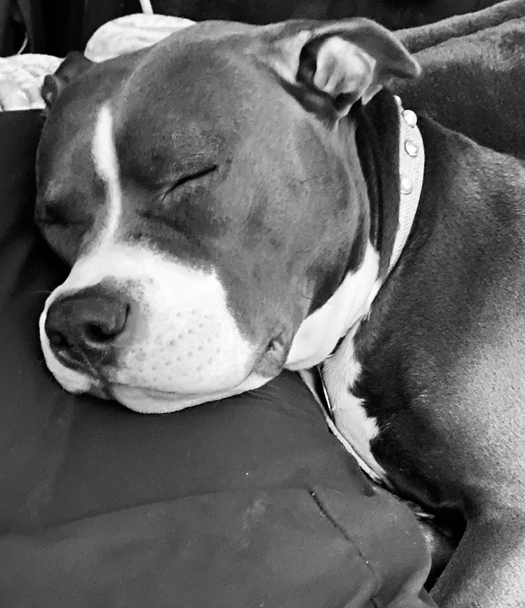 Harley Mae joined the competition — help win amazing prizes! carnivore, collar, companion_dog, dog, dog_breed, dog_collar, dog_supply, ear, monochrome, monochrome_photography, non_sporting_group, pet_supply, photography, snout, sporting_group, style, whiskers, white, working_animal, working_dog