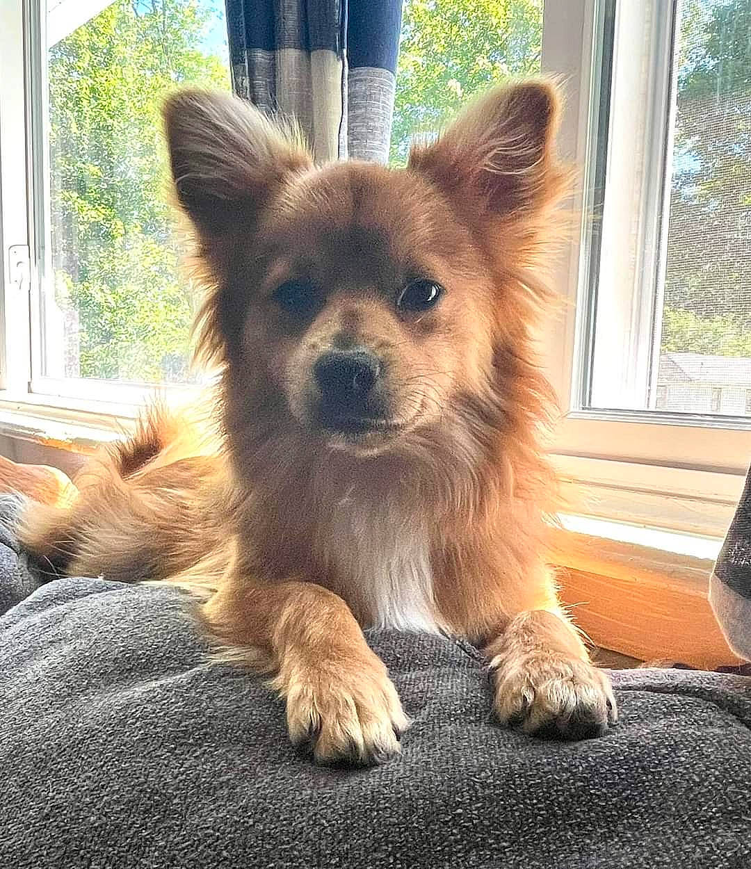 Finnegan is registered to the contest to win money with this photo: canidae, carnivore, companion_dog, dog, dog_breed, eye, fawn, fur, plant, snout, sporting_group, tail, terrestrial_animal, toy_dog, tree, whiskers, window, windshield, working_animal, working_dog