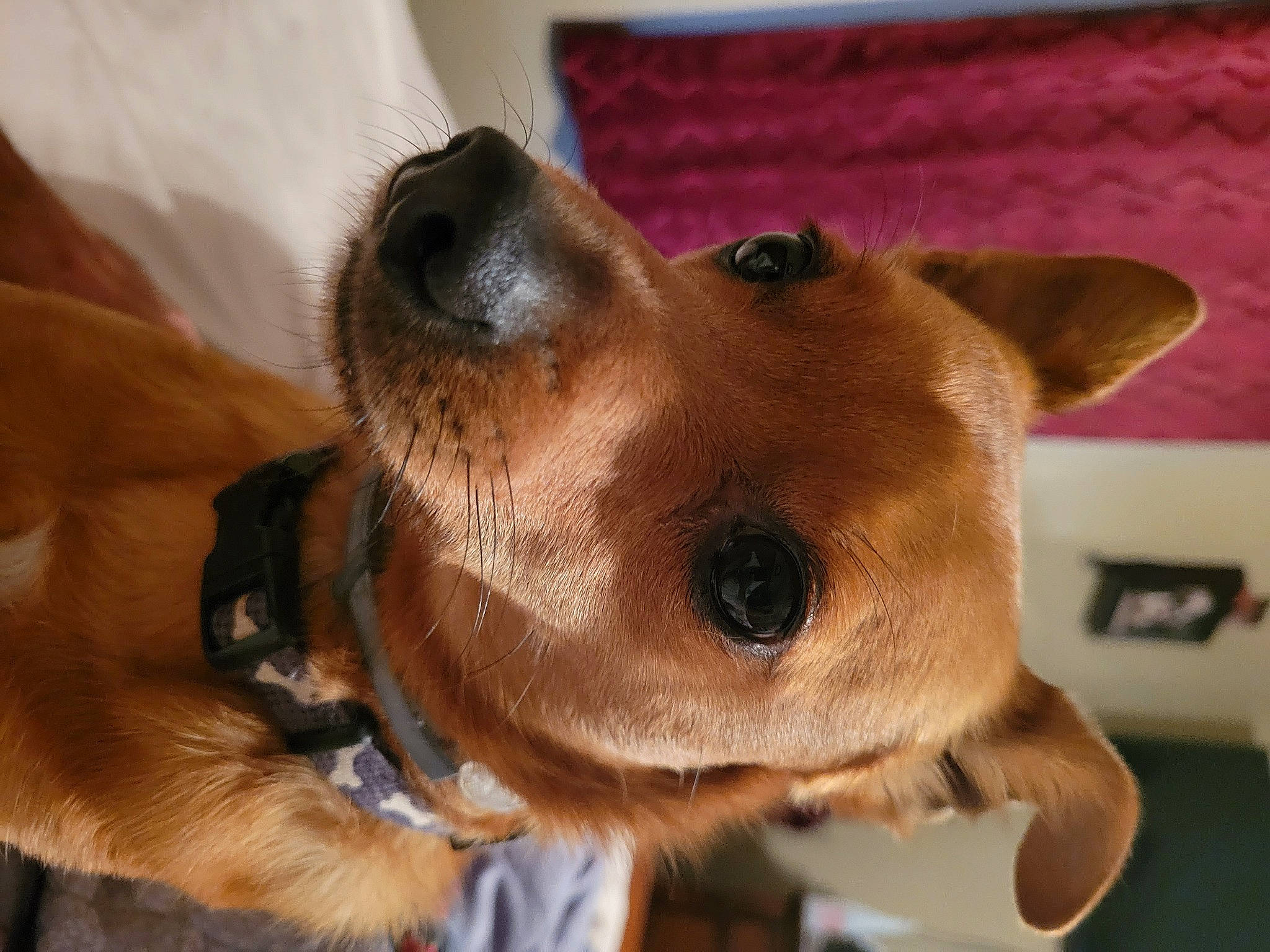 Champ joined the competition — help win amazing prizes! canidae, carnivore, collar, companion_dog, dog, dog_breed, dog_collar, dog_supply, ear, fawn, fur, leash, liver, pet_supply, snout, sporting_group, whiskers, working_animal