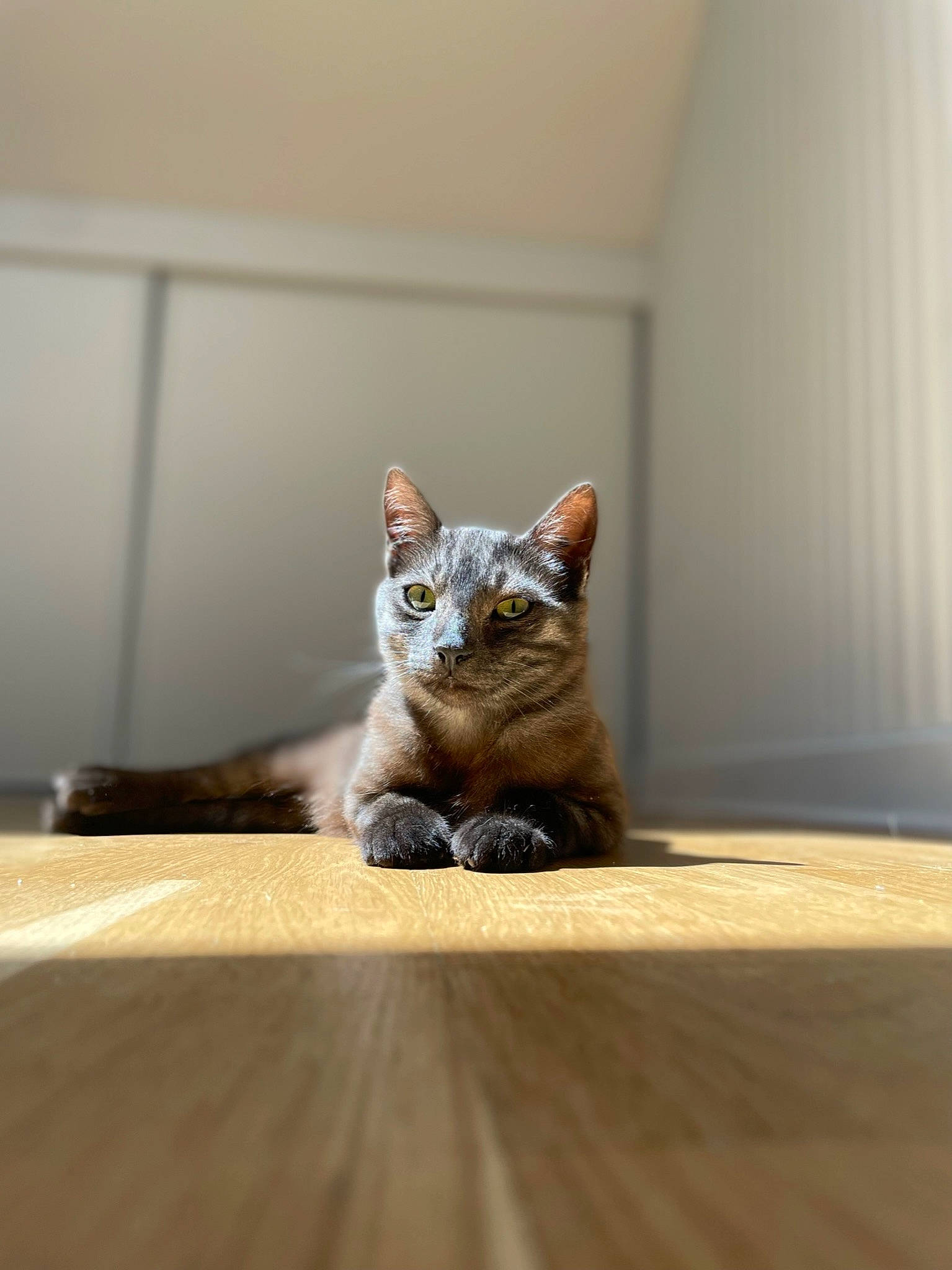Pablo participe au concours pour gagner de l'argent avec cette photo : carnivore, cat, comfort, domestic_short_haired_cat, fawn, felidae, floor, flooring, fur, grey, hardwood, laminate_flooring, paw, small_to_medium_sized_cats, snout, tail, whiskers, window, wood, wood_flooring