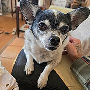 Snow joined the competition — help win amazing prizes! dog, pet, small_dog, black_and_white, ears, close_up, indoor, couch, hand, tattoo, furniture, wood_floor, table, papers, cozy, person, home, curious, animal, companion