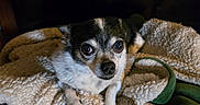 Snow joined the competition — help win amazing prizes! animal, black, blanket, brown, chihuahua, cozy, cute, dog, eyes, face, fur, indoor, lying_down, paw, pet, resting, small_dog, soft, texture, white