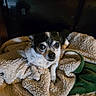 dog, small_dog, chihuahua, pet, blanket, cozy, indoor, fur, cute, animal, lying_down, resting, brown, white, black, face, eyes, paw, texture, soft