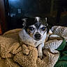 Snow is registered to the contest to win money with this photo: dog, small_dog, pet, cozy, blanket, fur, black_and_white, indoor, cute, animal, resting, looking, face, ears, paw, sleeping_area, soft_texture, companion, domestic, calm