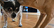 Snow is registered to the contest to win money with this photo: dog, small_dog, indoor, wooden_floor, tan_dog, black_and_white_dog, pets, animal_interaction, close_up, floor, home_interior, furniture, family_photo, canine, cute, companionship, curious, nuzzling, ears, whiskers