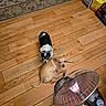 dog, small_dog, chihuahua, black_and_white, tan, wooden_floor, space_heater, rug, indoor, pet, animal, cozy, warm, flooring, box, stacked_boxes, home, domestic, cute, companion