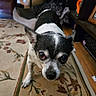 dog, small_dog, black_and_white, indoor, carpet, floral_pattern, pet_bed, wooden_floor, furniture, close_up, curious, animal, canine, ears_up, looking, home, domestic, floor, living_room, cute