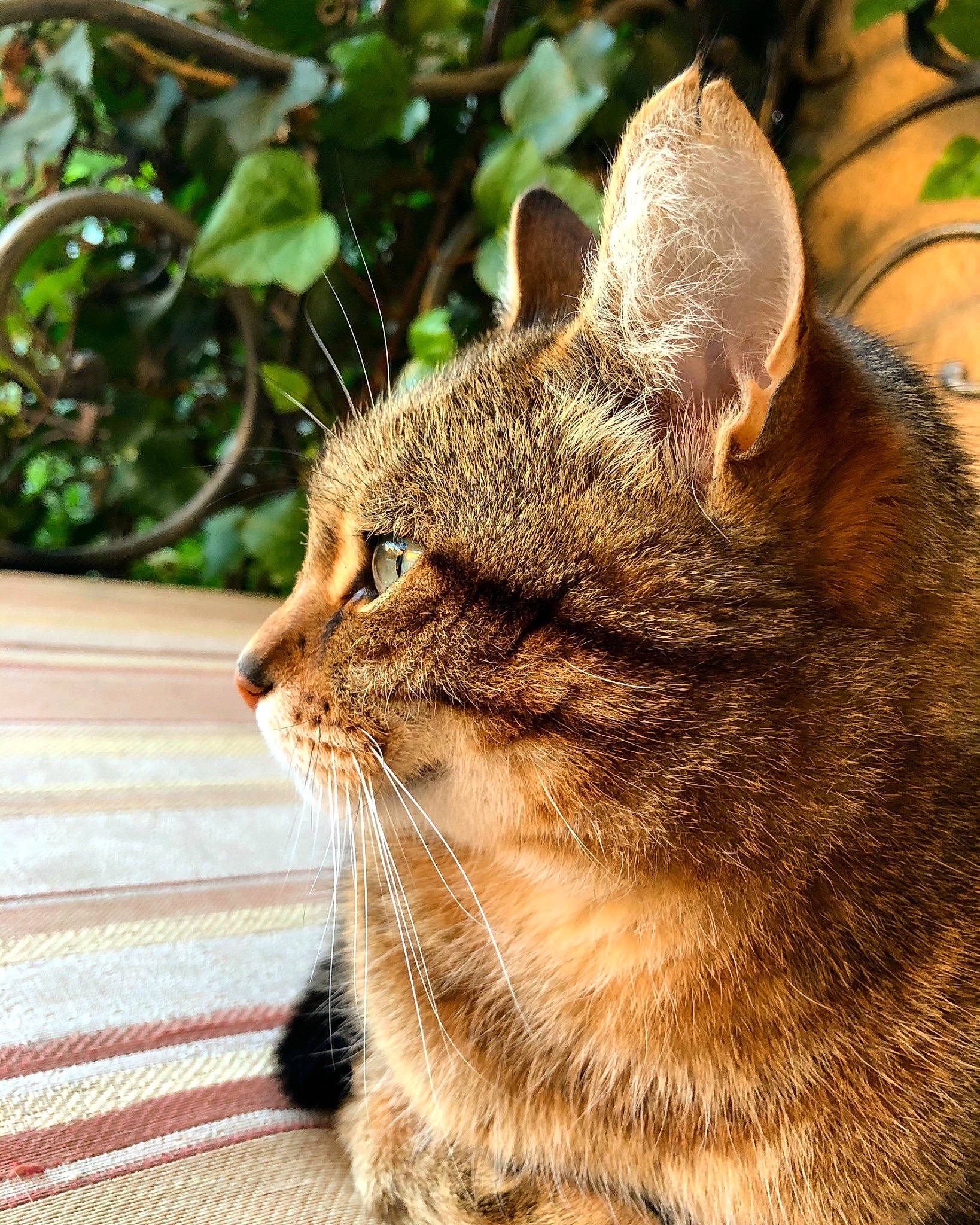 Mouky participe au concours pour gagner de l'argent avec cette photo : asian, carnivore, cat, chausie, domestic_short_haired_cat, dragon_li, european_shorthair, felidae, fur, grass, mammal, photography, plant, small_to_medium_sized_cats, snout, tabby_cat, tree, vertebrate, whiskers, wild_cat