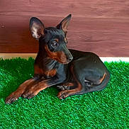 Athéna a rejoint le concours — aidez-le/la à gagner de superbes lots ! dog, puppy, black_dog, brown_dog, indoor, artificial_grass, green_carpet, wooden_wall, pet, animal, cute, small_dog, lying_down, ears_up, looking_away, floor, domestic_animal, young_dog, cozy, resting