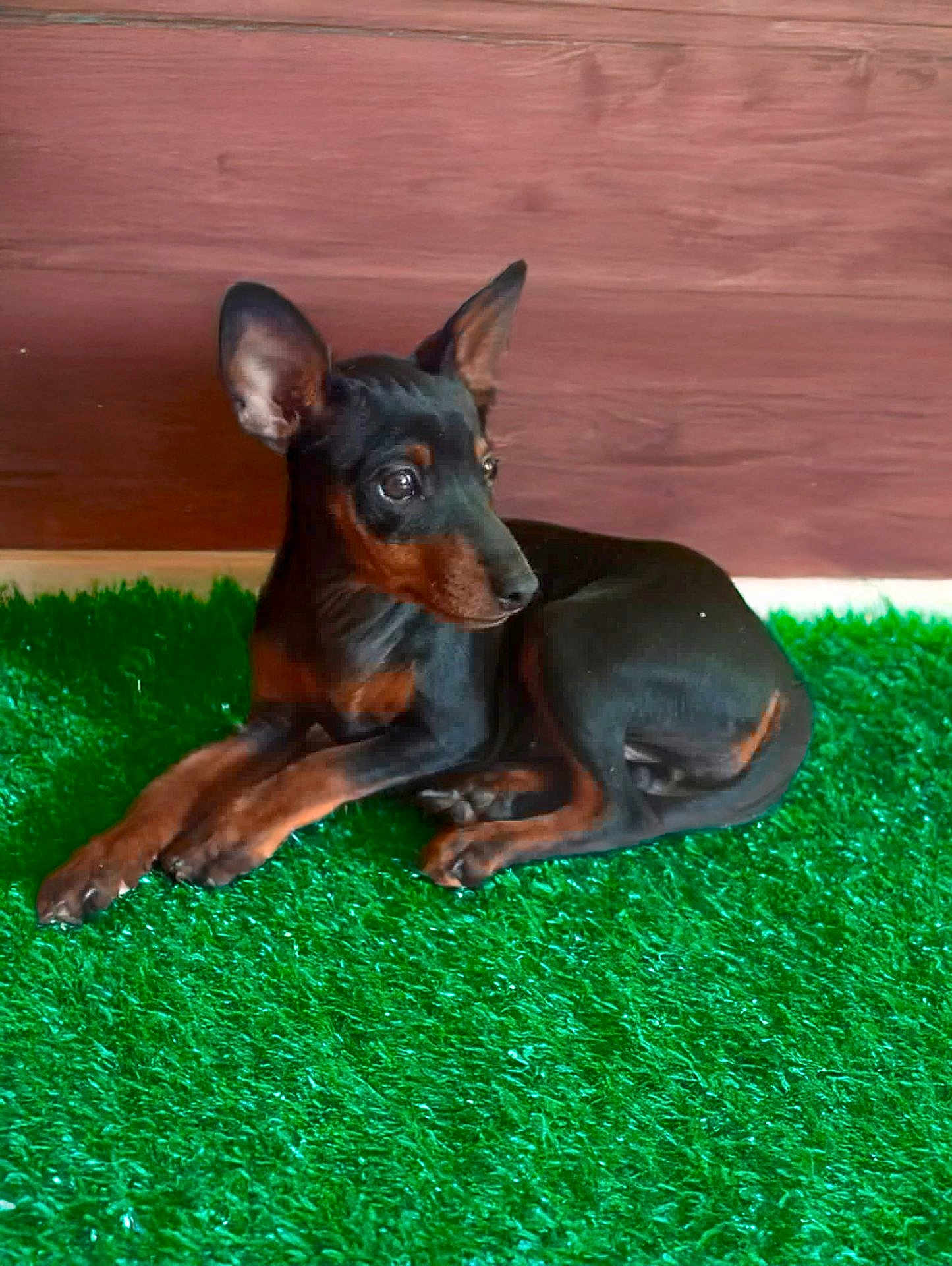 Athéna a rejoint le concours — aidez-le/la à gagner de superbes lots ! dog, puppy, black_dog, brown_dog, indoor, artificial_grass, green_carpet, wooden_wall, pet, animal, cute, small_dog, lying_down, ears_up, looking_away, floor, domestic_animal, young_dog, cozy, resting