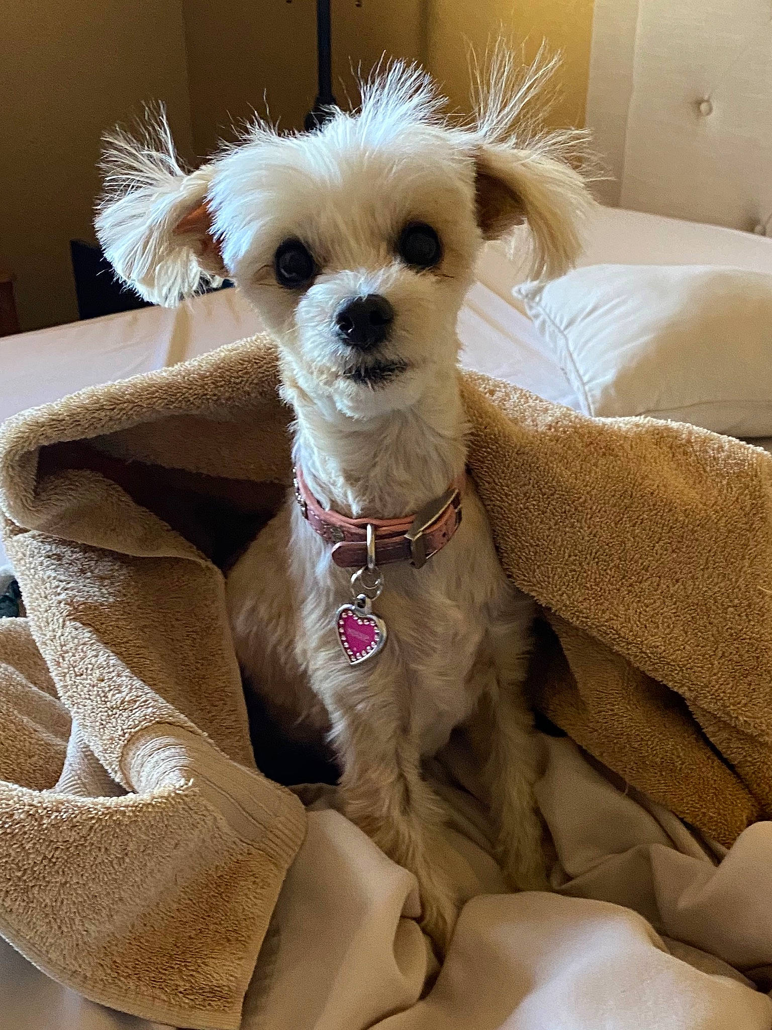 Minnie joined the competition — help win amazing prizes! canidae, carnivore, collar, companion_dog, dog, dog_breed, dog_clothes, dog_collar, dog_supply, fashion_accessory, fawn, fur, party_hat, pet_supply, small_terrier, snout, sporting_group, stuffed_toy, toy_dog, working_animal