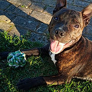 Volf a rejoint le concours — aidez-le/la à gagner de superbes lots ! animal, brindle, canine, closeup, daytime, dog, ears_up, grass, happy, nature, outdoor, paw, pet, playful, rope_toy, smiling, stone_path, summer, sunlight, tongue_out