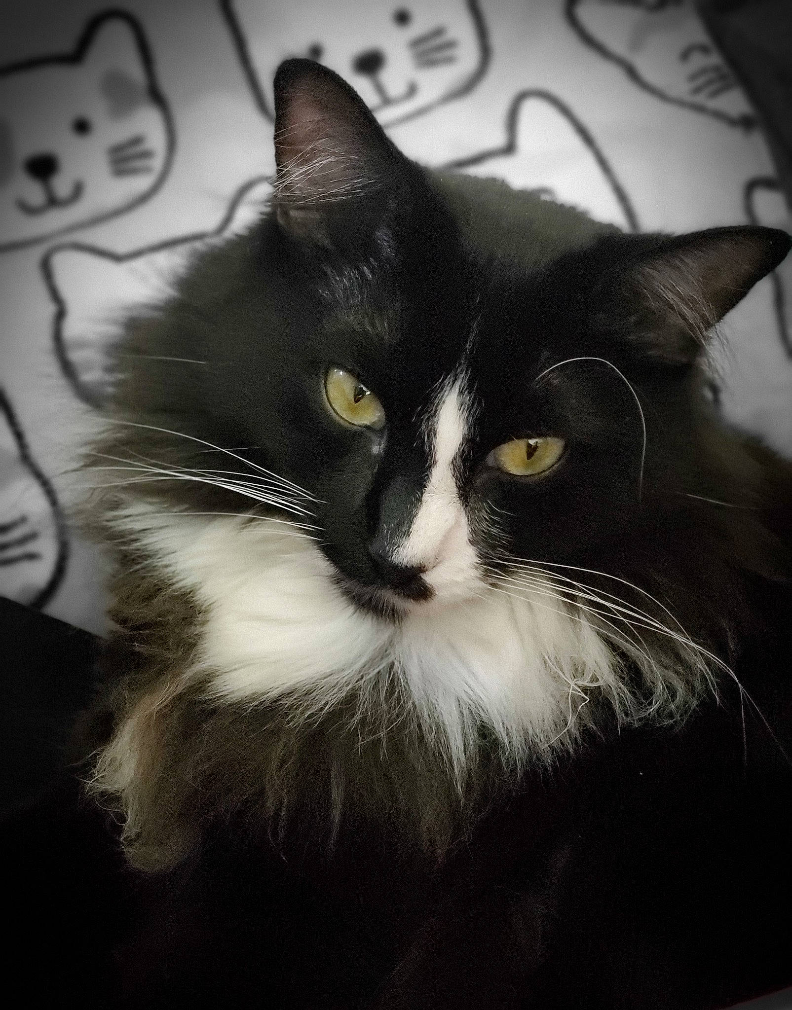Tica Rose is registered to the contest to win money with this photo: black, black_and_white, carnivore, cat, felidae, fur, monochrome_photography, small_to_medium_sized_cats, snout, style, vertebrate, whiskers