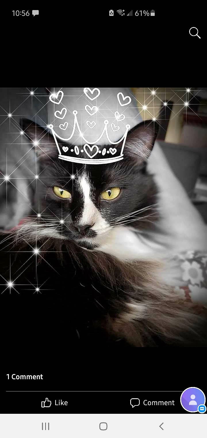 Tica Rose joined the competition — help win amazing prizes! black_and_white, carnivore, cat, felidae, fur, graphic_design, graphics, internet_meme, photo_caption, small_to_medium_sized_cats, snout, terrestrial_animal, vertebrate, whiskers