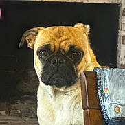 Skaya is registered to the contest to win money with this photo: dog, pug, pet, animal, indoors, furniture, chair, denim, fireplace, wood, brown, cute, portrait, face, ears, expression, cozy, home, domestic, companion