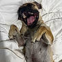 Skaya is registered to the contest to win money with this photo: dog, pet, lying_down, mouth_open, tongue_out, fur, white_blanket, sleeping_area, paw, cute, playful, canine, relaxed, indoor, animal, resting, fur_texture, happy, mammal, companion