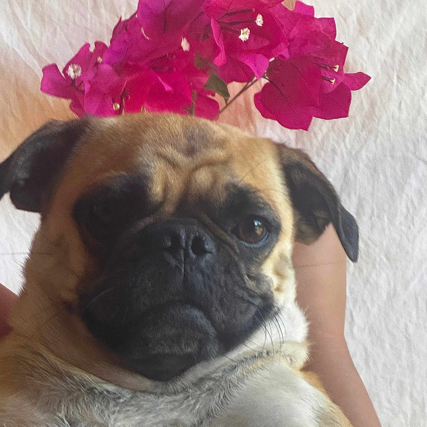 Skaya is registered to the contest to win money with this photo: animal, background, close_up, cute, dog, ears, expression, face, flower, fur, hand, holding, indoor, nature, person, pet, pink_flower, portrait, pug, whiskers