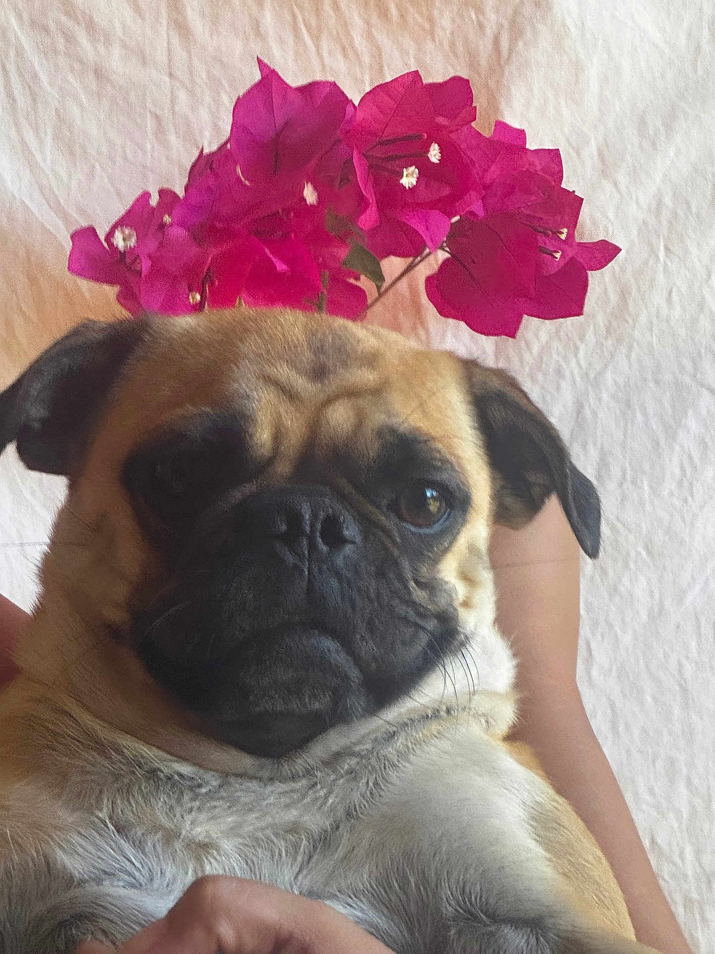Skaya is registered to the contest to win money with this photo: dog, pug, flower, pink_flower, pet, close_up, portrait, animal, cute, fur, face, ears, whiskers, person, hand, holding, background, indoor, expression, nature