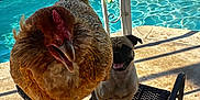 Skaya joined the competition — help win amazing prizes! chicken, pug, dog, bird, pool, chair, outdoor, sunlight, shadow, pet, animal, fence, greenery, summer, backyard, happy, perched, leisure, daytime, wicker_chair