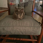 Luna is registered to the contest to win money with this photo: animal, blanket, cat, chair, cozy, cushion, feline, gaze, gray_cat, green_eyes, home_interior, indoor, loaf_position, low_light, pet, portrait, sitting, upholstery, whiskers, wooden_chair