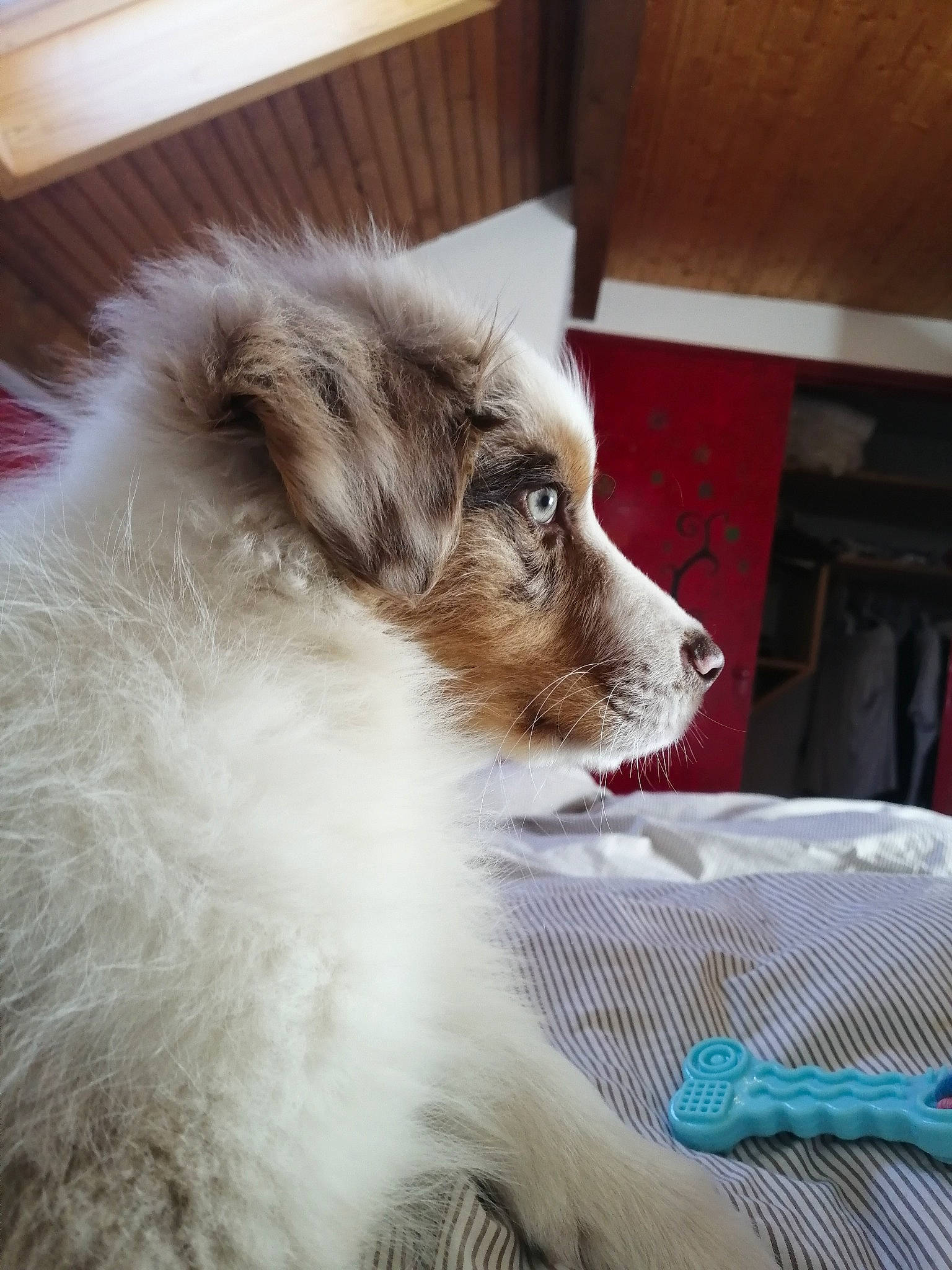 Sayko participe au concours pour gagner de l'argent avec cette photo : ancient_dog_breeds, australian_collie, canidae, carnivore, companion_dog, dog, dog_breed, fawn, felidae, fur, sporting_group, terrestrial_animal, toy_dog, whiskers, working_animal, working_dog