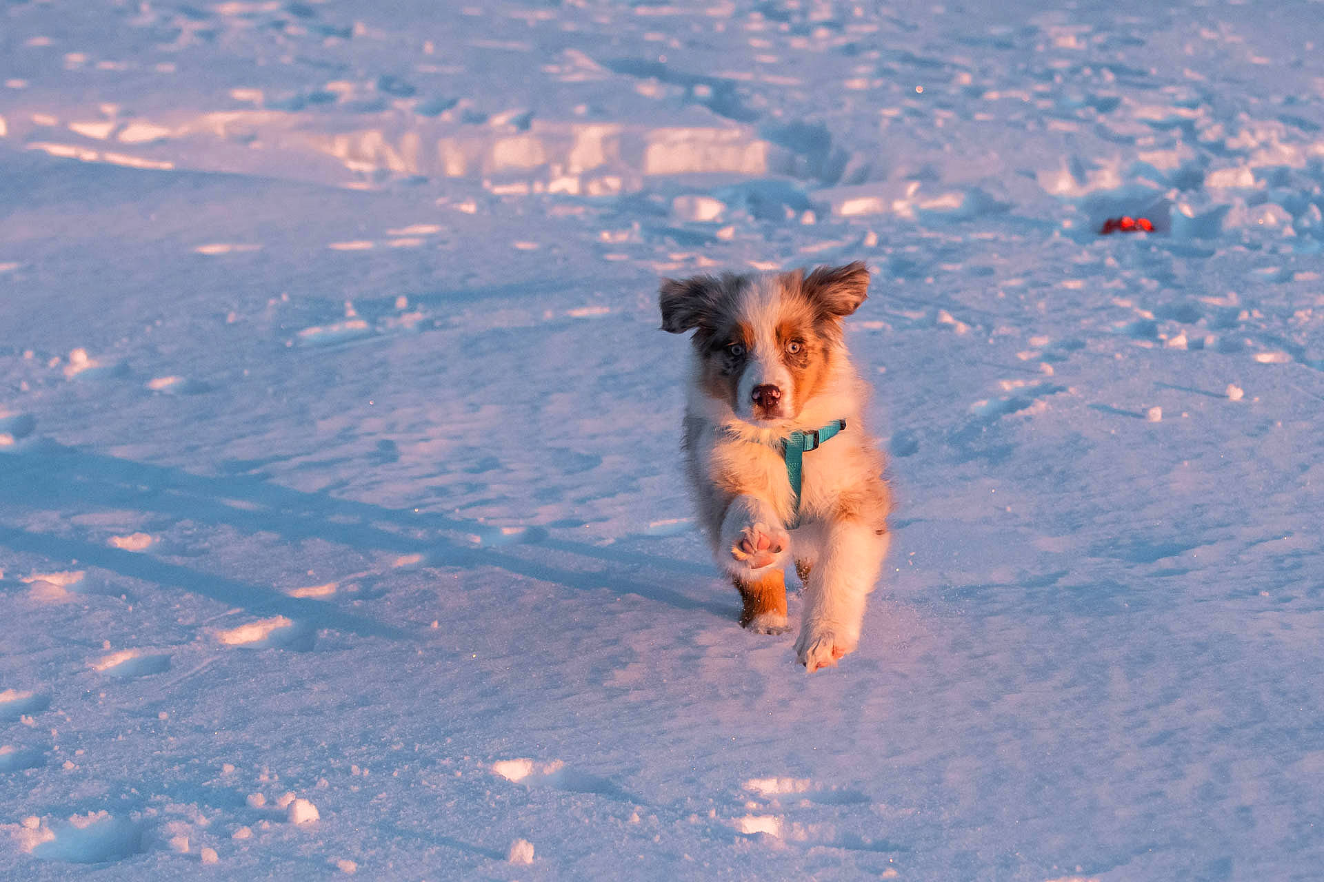 Sayko participe au concours pour gagner de l'argent avec cette photo : aeolian_landform, carnivore, cloud, companion_dog, cumulus, dog, dog_breed, dog_clothes, electric_blue, fawn, fun, horizon, landscape, sand, shadow, sky, snout, sunglasses, toy_dog, winter