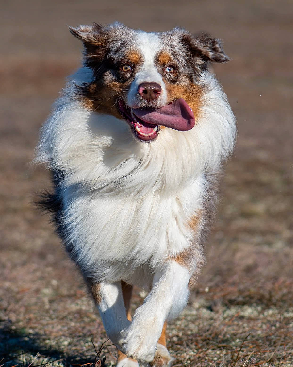 Sayko a rejoint le concours — aidez-le/la à gagner de superbes lots ! biting, carnivore, collar, companion_dog, dog, dog_breed, dog_supply, fang, fur, happy, plant, snout, soil, sporting_group, terrestrial_animal, whiskers, working_dog