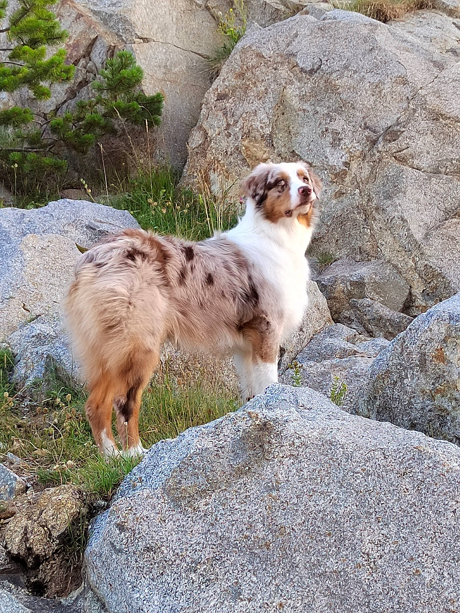 Sayko participe au concours pour gagner de l'argent avec cette photo : alpaca, bedrock, canidae, carnivore, companion_dog, dog, dog_breed, fawn, felidae, fur, grass, landscape, plant, rock, soil, sporting_group, tail, terrestrial_animal, tree, wildlife