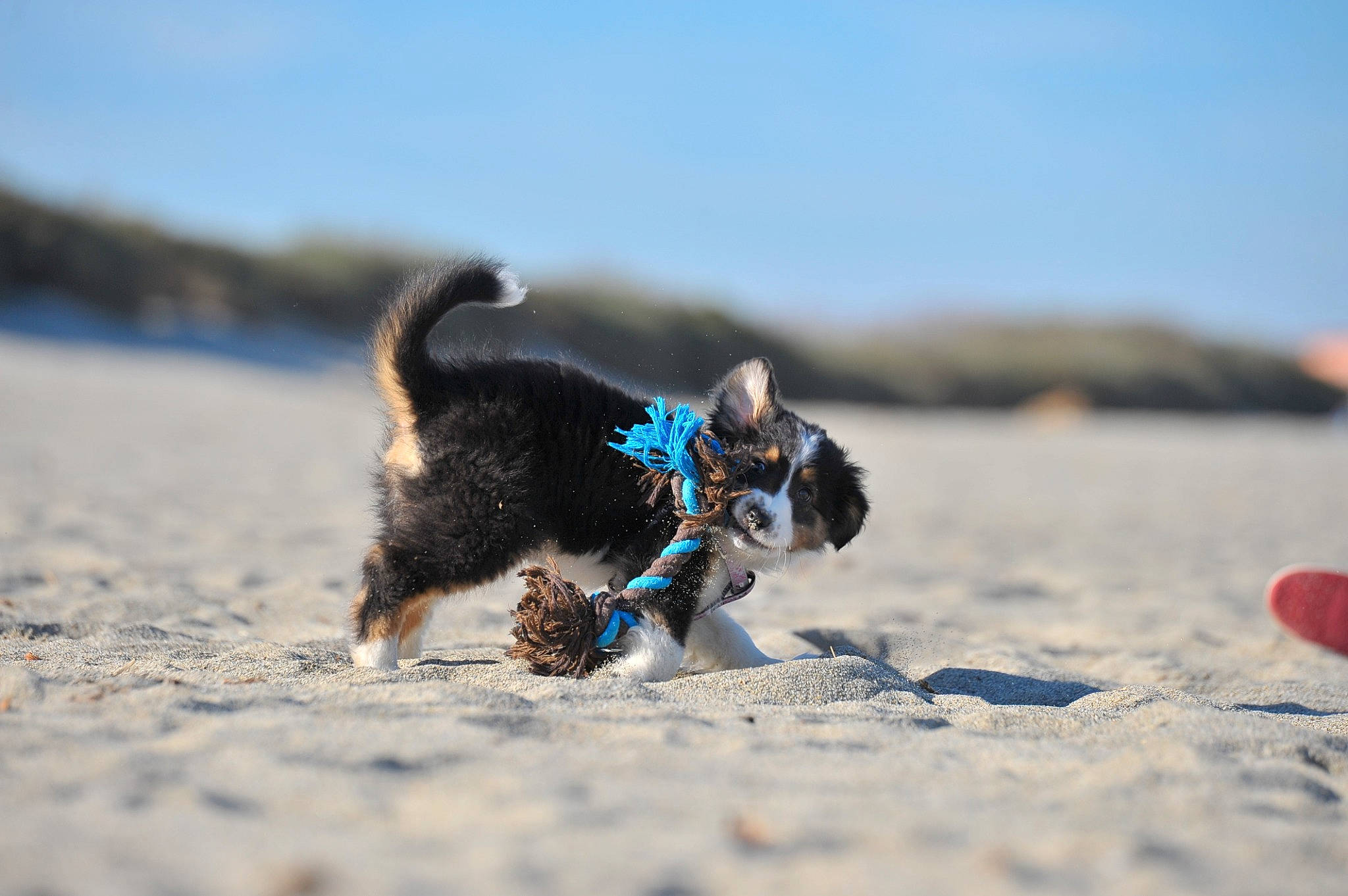 Maya a rejoint le concours — aidez-le/la à gagner de superbes lots ! canidae, carnivore, dog, dog_breed, mammal, puppy, sand, sporting_group, terrier, working_dog